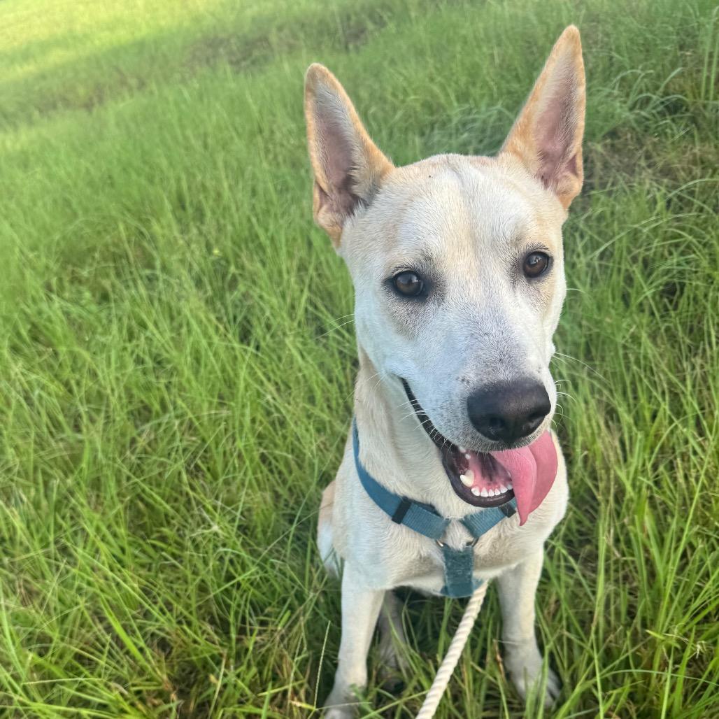 Dew, Adoptable, Adult Male Labrador Retriever.