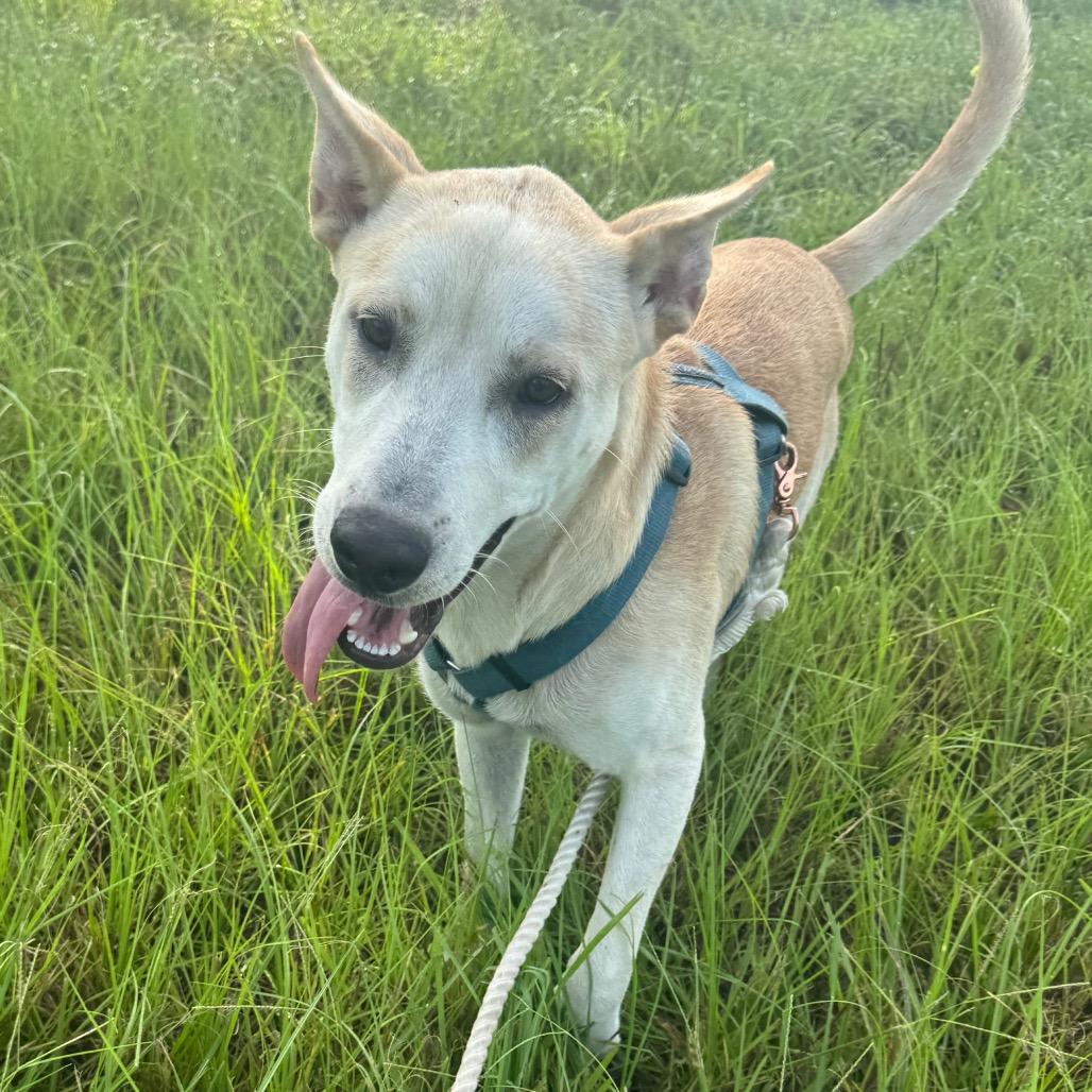 Enlarge Dew, a Adoptable mixed breed in League City, TX image 2/6