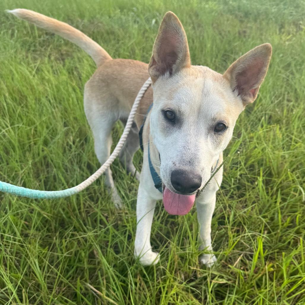 Enlarge Dew, a Adoptable mixed breed in League City, TX image 3/6