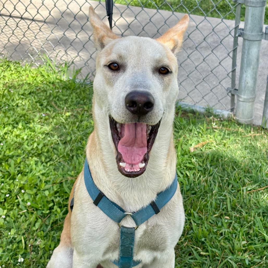 Enlarge Dew, a Adoptable mixed breed in League City, TX image 4/6
