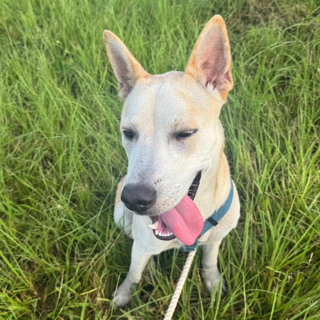 Enlarge Dew, a Adoptable mixed breed in League City, TX image 5/6