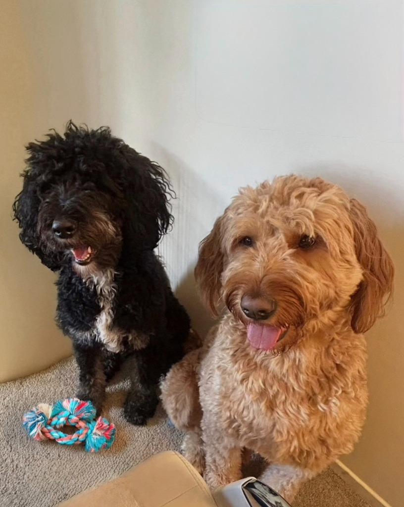 Enlarge Pluto - Bonded with Astro, a Adoptable Golden Retriever in West Bloomfield, MI image 1/6