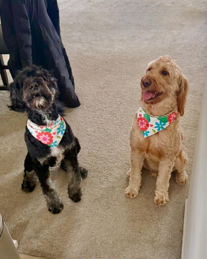 Enlarge Pluto - Bonded with Astro, a Adoptable Golden Retriever in West Bloomfield, MI image 2/6