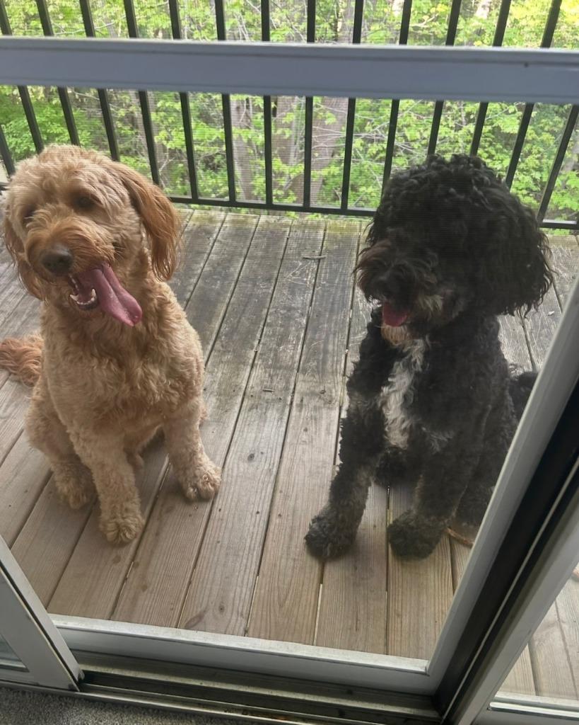 Enlarge Pluto - Bonded with Astro, a Adoptable Golden Retriever in West Bloomfield, MI image 3/6