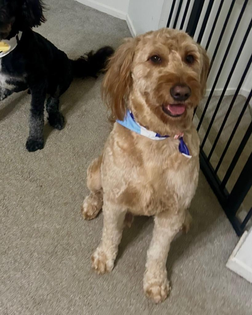 Enlarge Pluto - Bonded with Astro, a Adoptable Golden Retriever in West Bloomfield, MI image 5/6