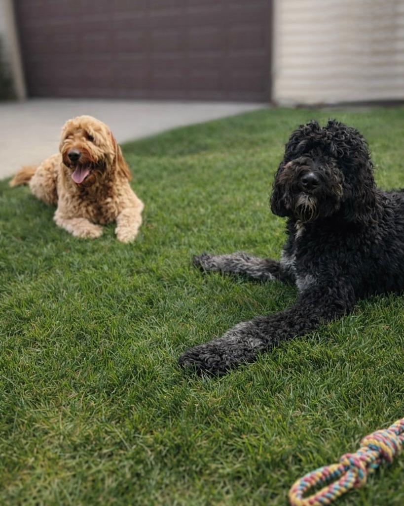 Enlarge Pluto - Bonded with Astro, a Adoptable Golden Retriever in West Bloomfield, MI image 6/6