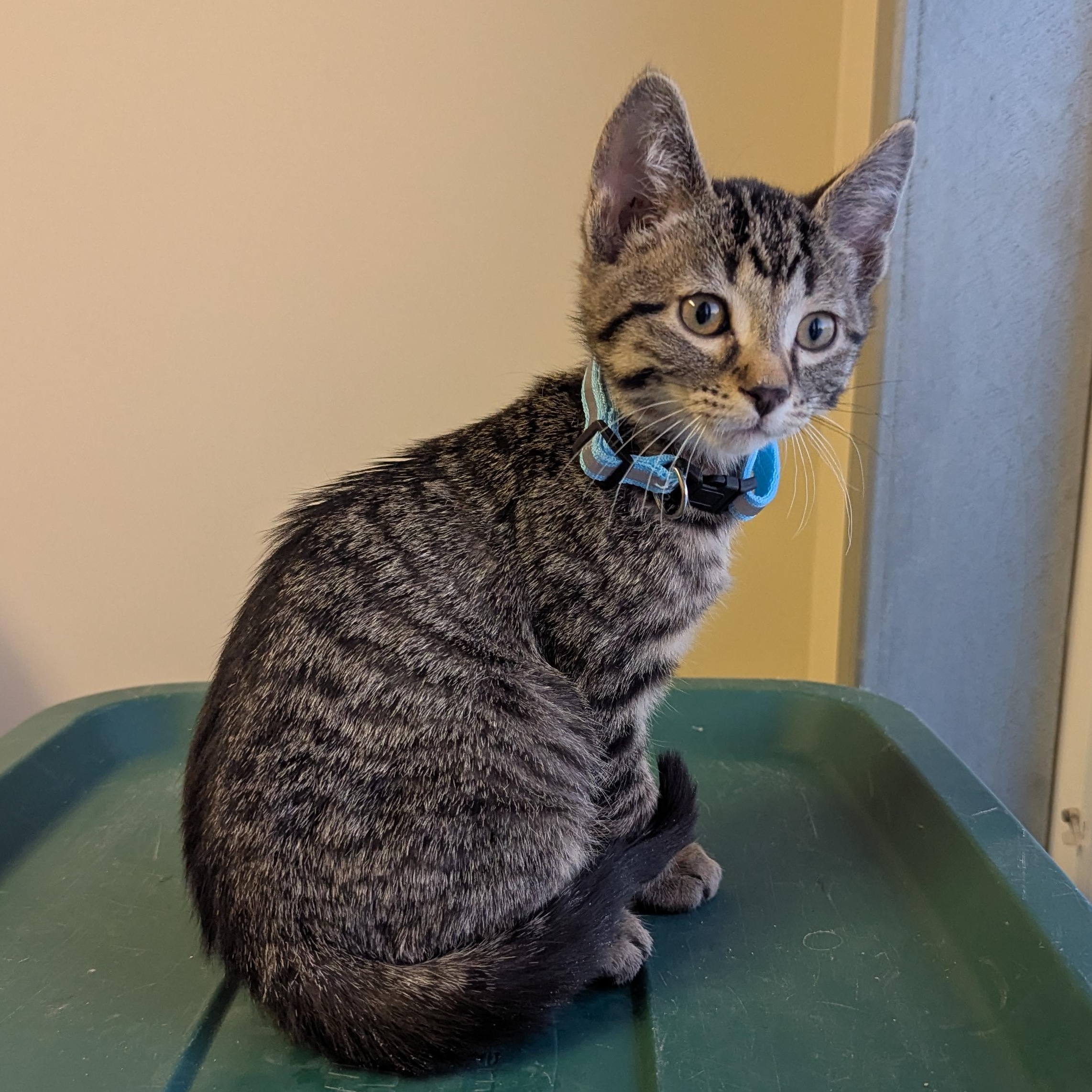 Mike Wheeler, ADOPTABLE, Young Male Domestic Short Hair.