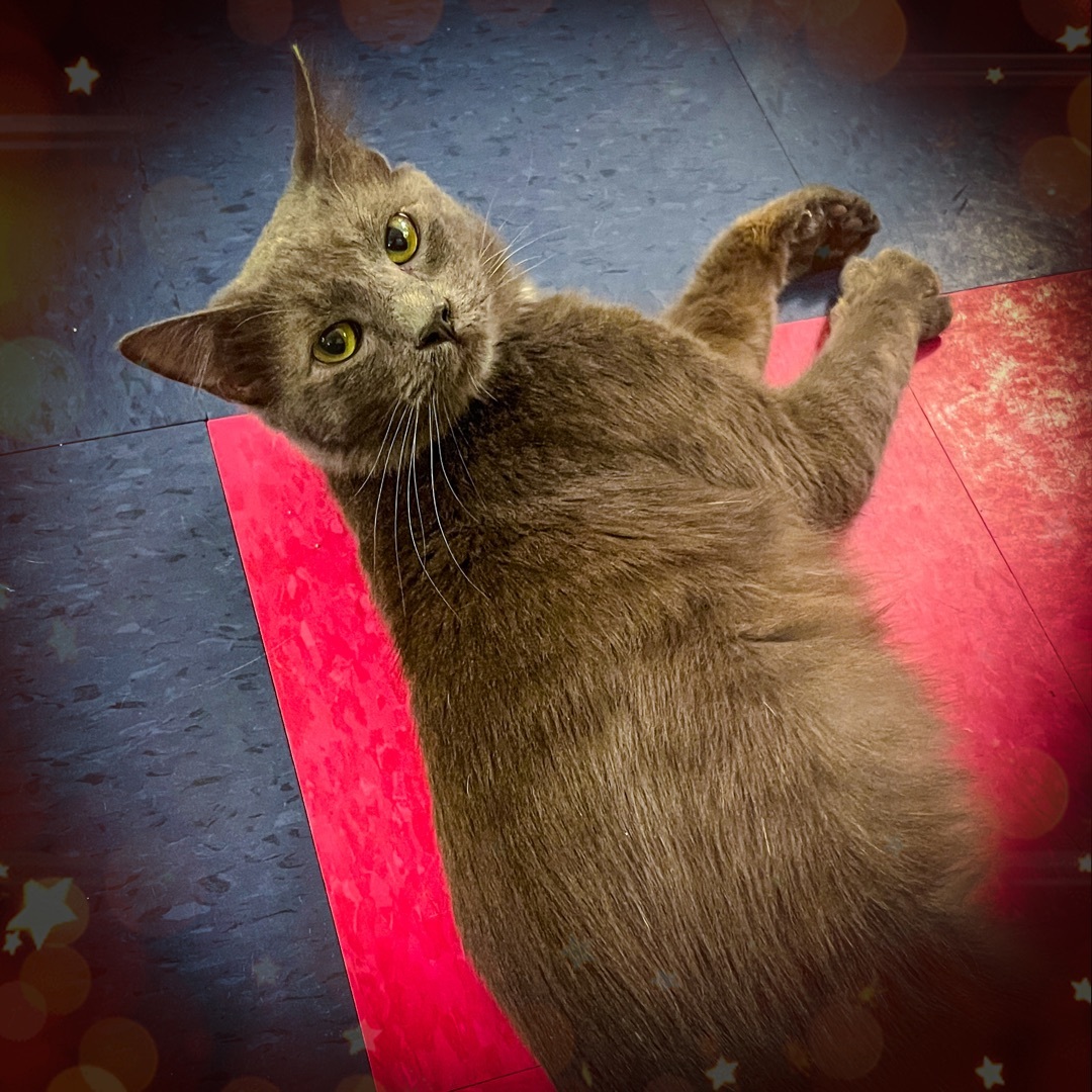 Enlarge Sammy, a Adopted Domestic Short Hair in Sherman, TX image 1/7