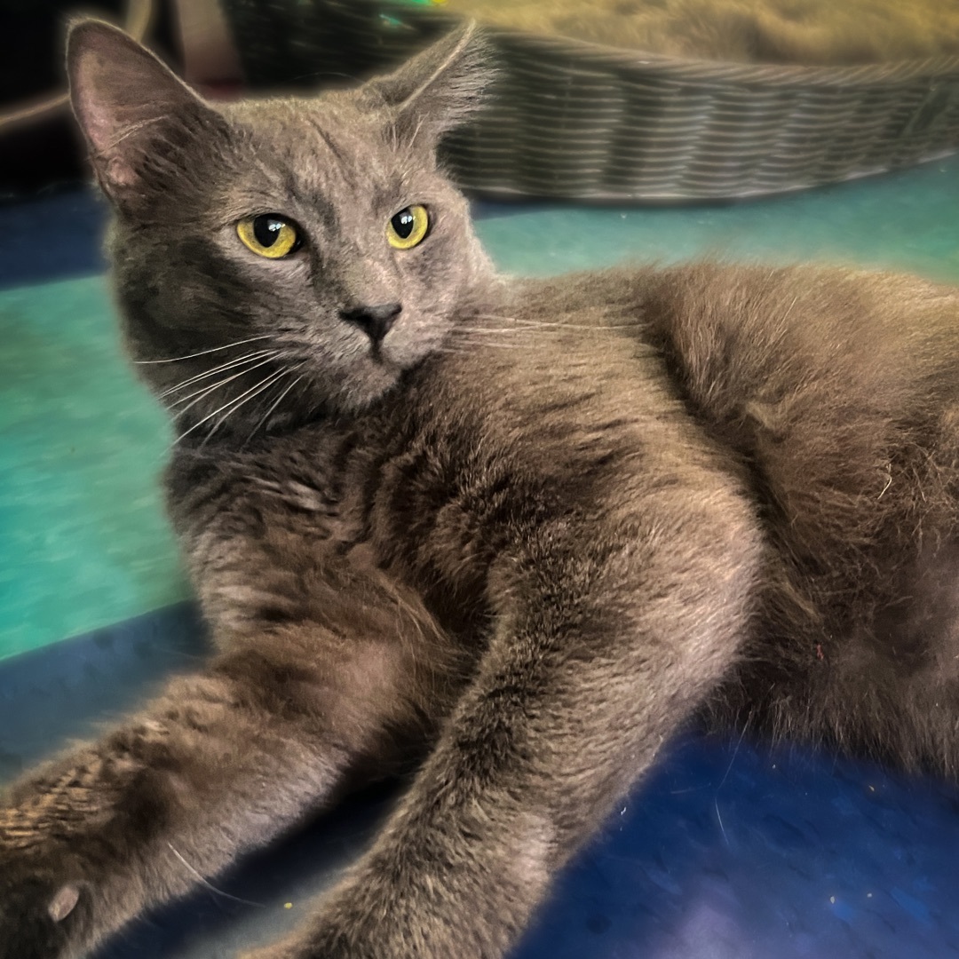 Enlarge Sammy, a Adopted Domestic Short Hair in Sherman, TX image 2/7