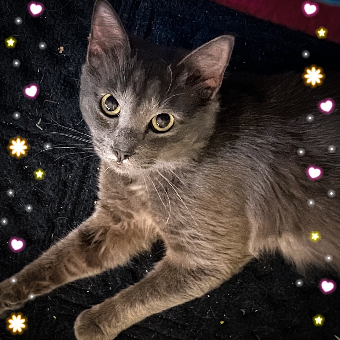 Enlarge Sammy, a Adopted Domestic Short Hair in Sherman, TX image 3/7