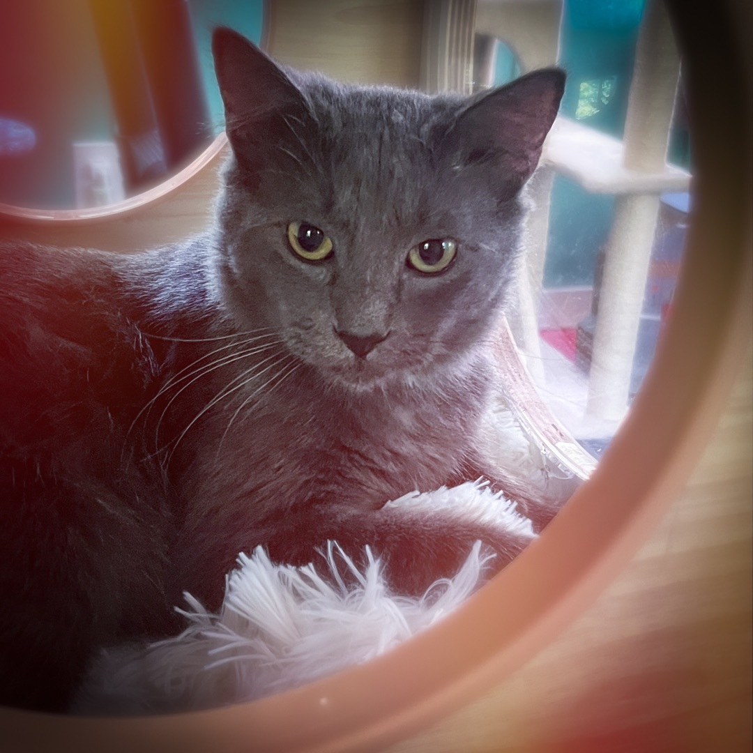 Enlarge Sammy, a Adopted Domestic Short Hair in Sherman, TX image 4/7