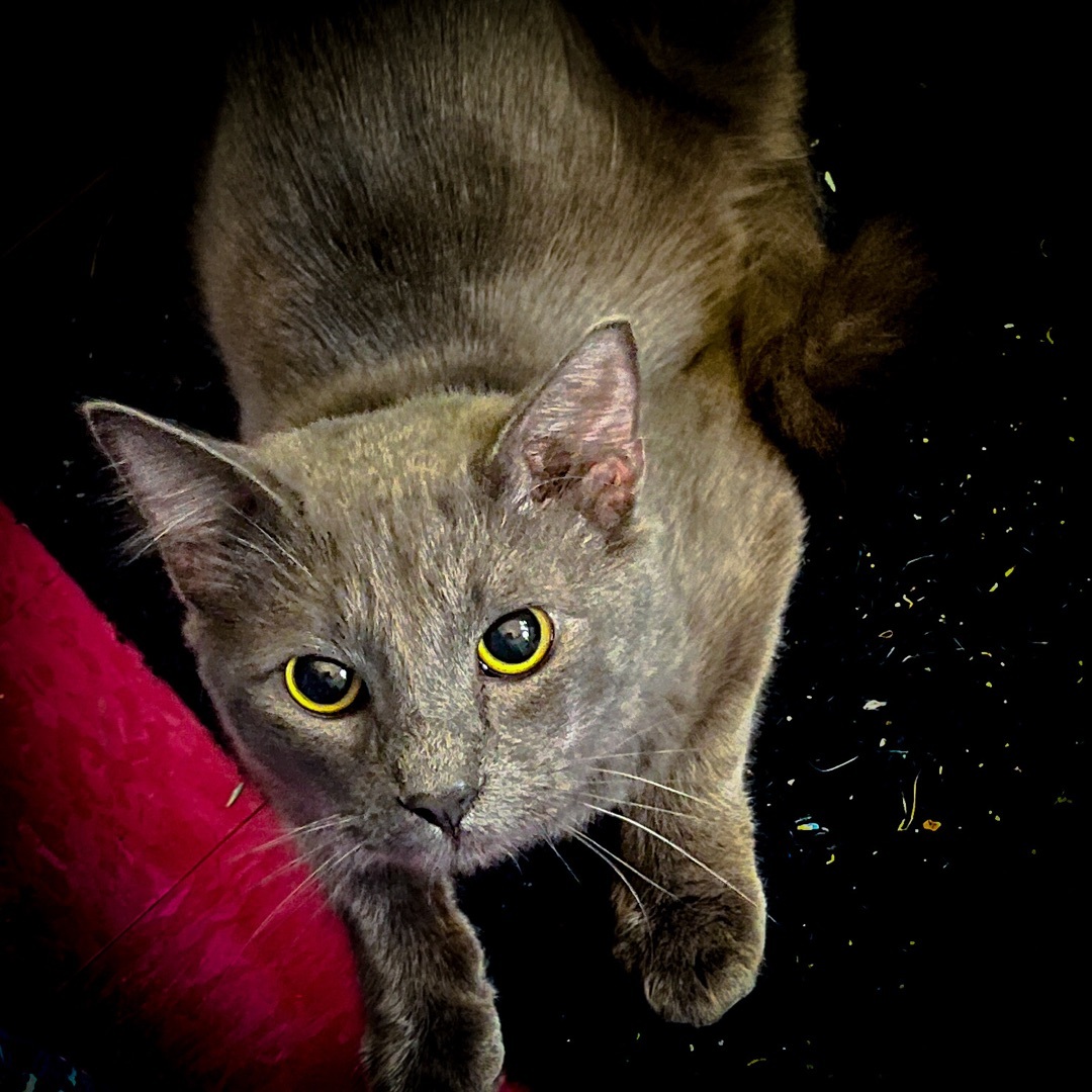 Enlarge Sammy, a Adopted Domestic Short Hair in Sherman, TX image 5/7