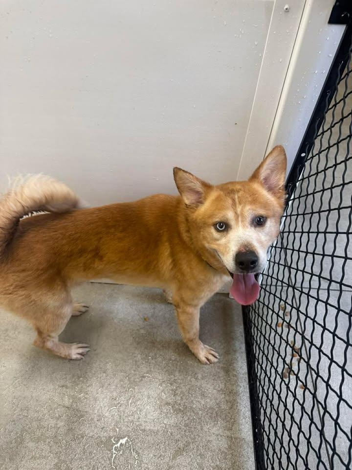 Enlarge Jake, a Adoptable mixed breed in Winchester, IN image 1/1