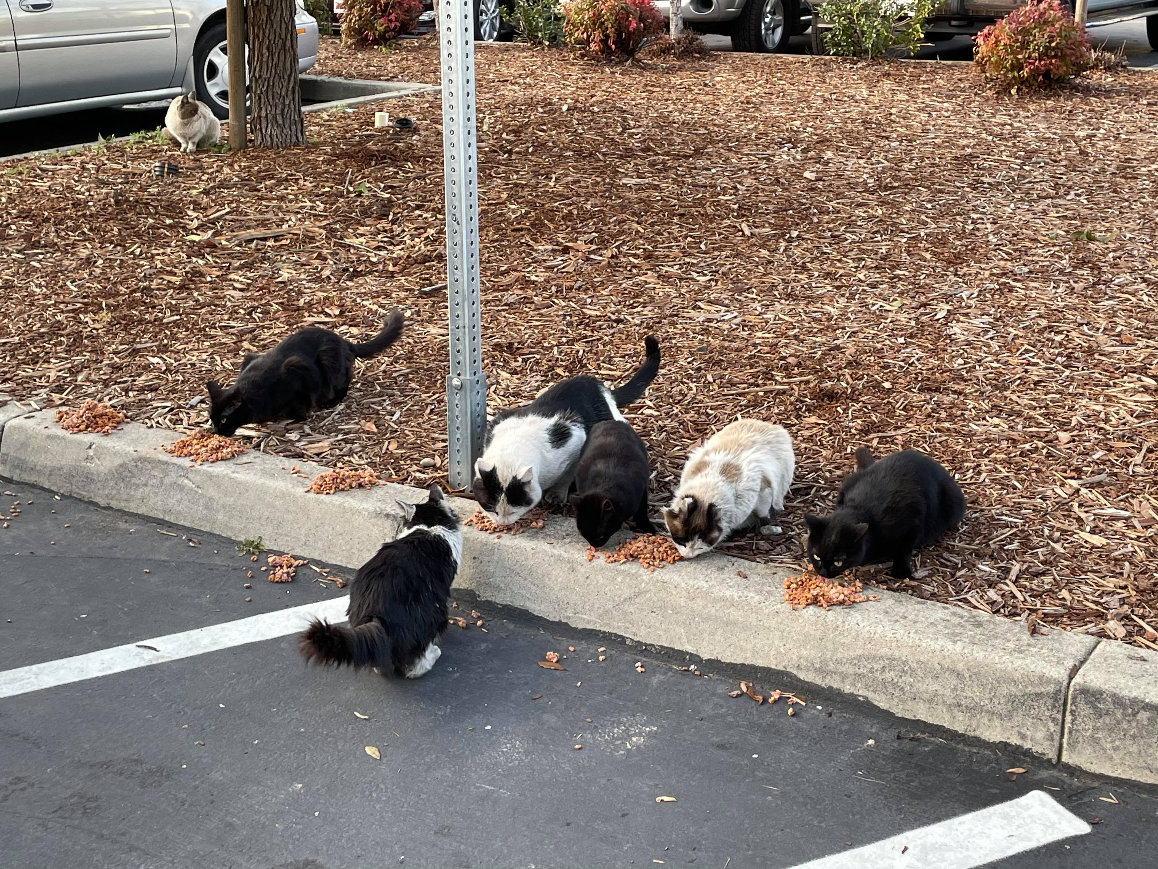 Enlarge BARN CATS, a Adoptable Domestic Medium Hair in Cottonwood, CA image 1/1