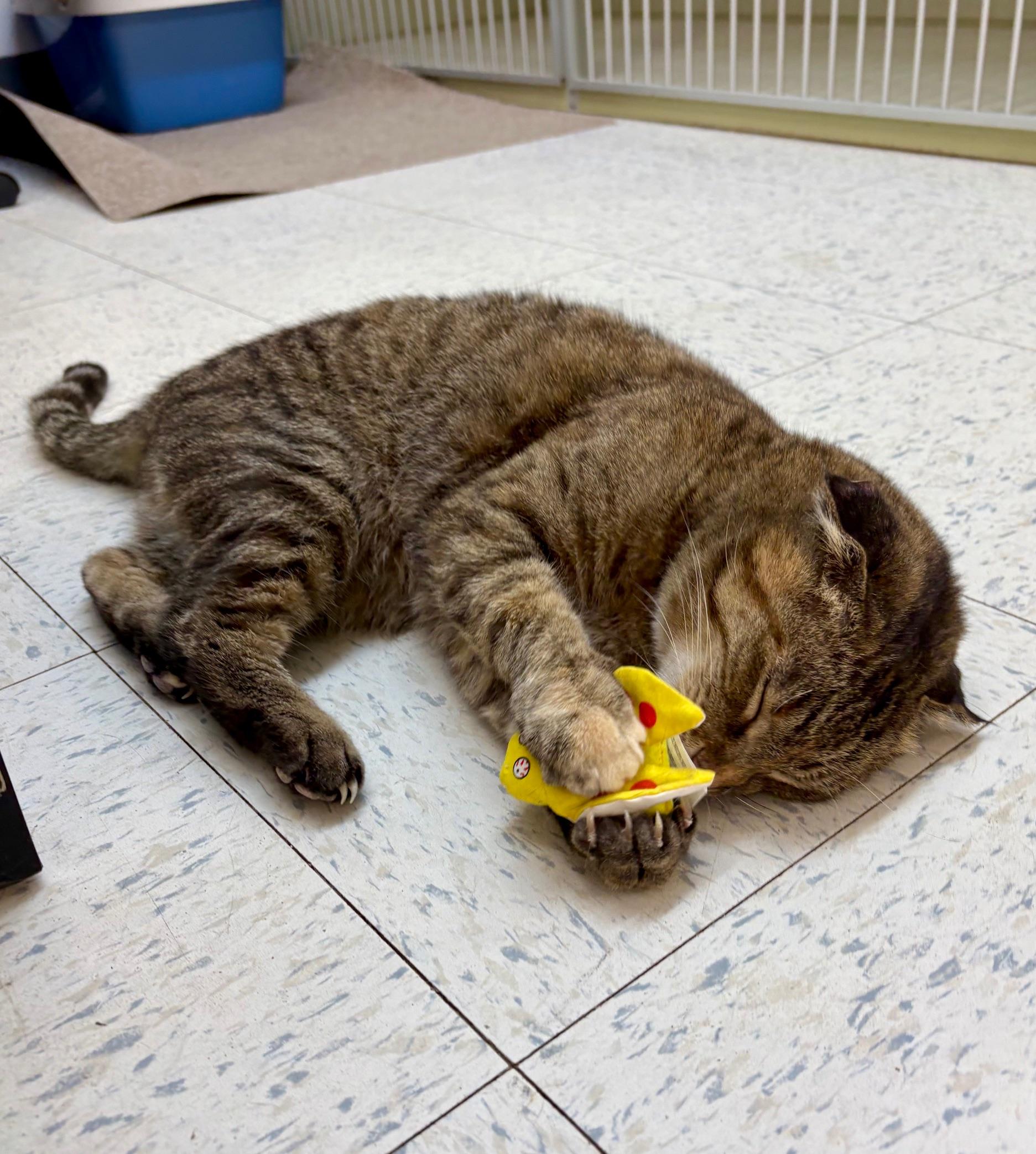 Enlarge Tia, a ADOPTABLE Tabby in Bonnyville, AB image 3/4