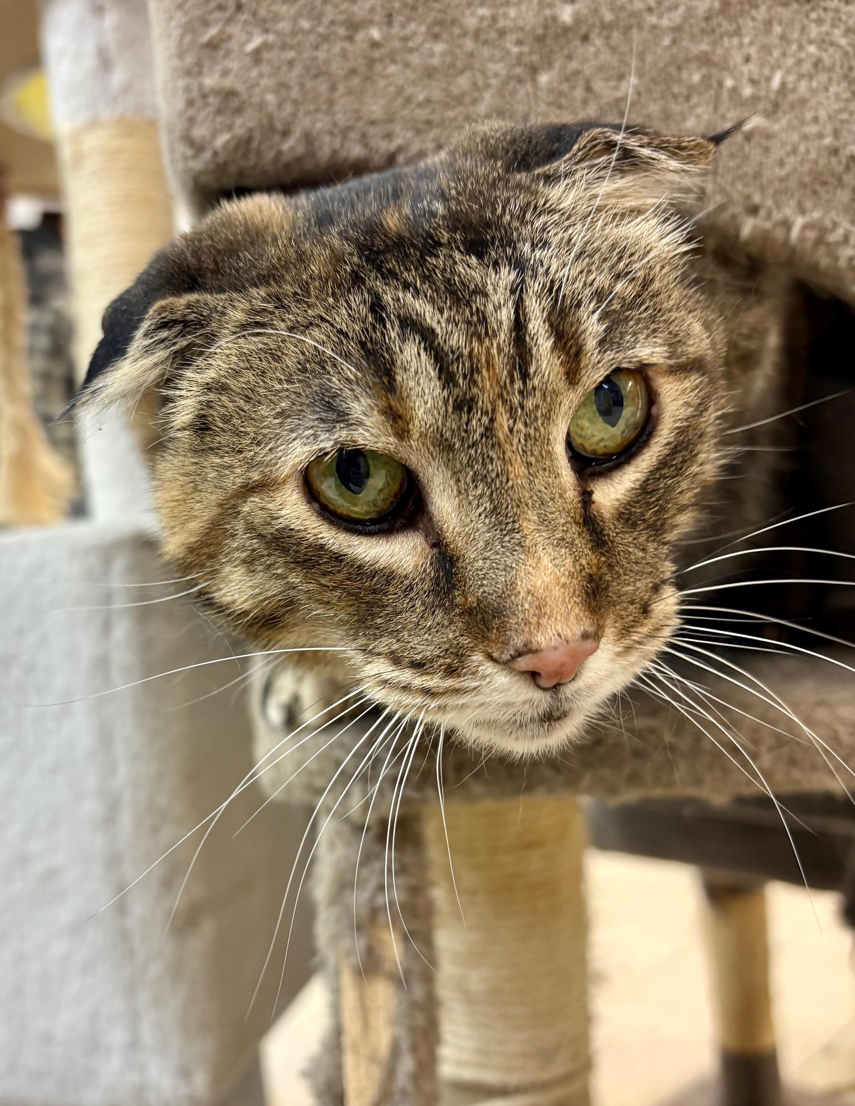 Enlarge Tia, a ADOPTABLE Tabby in Bonnyville, AB image 1/4