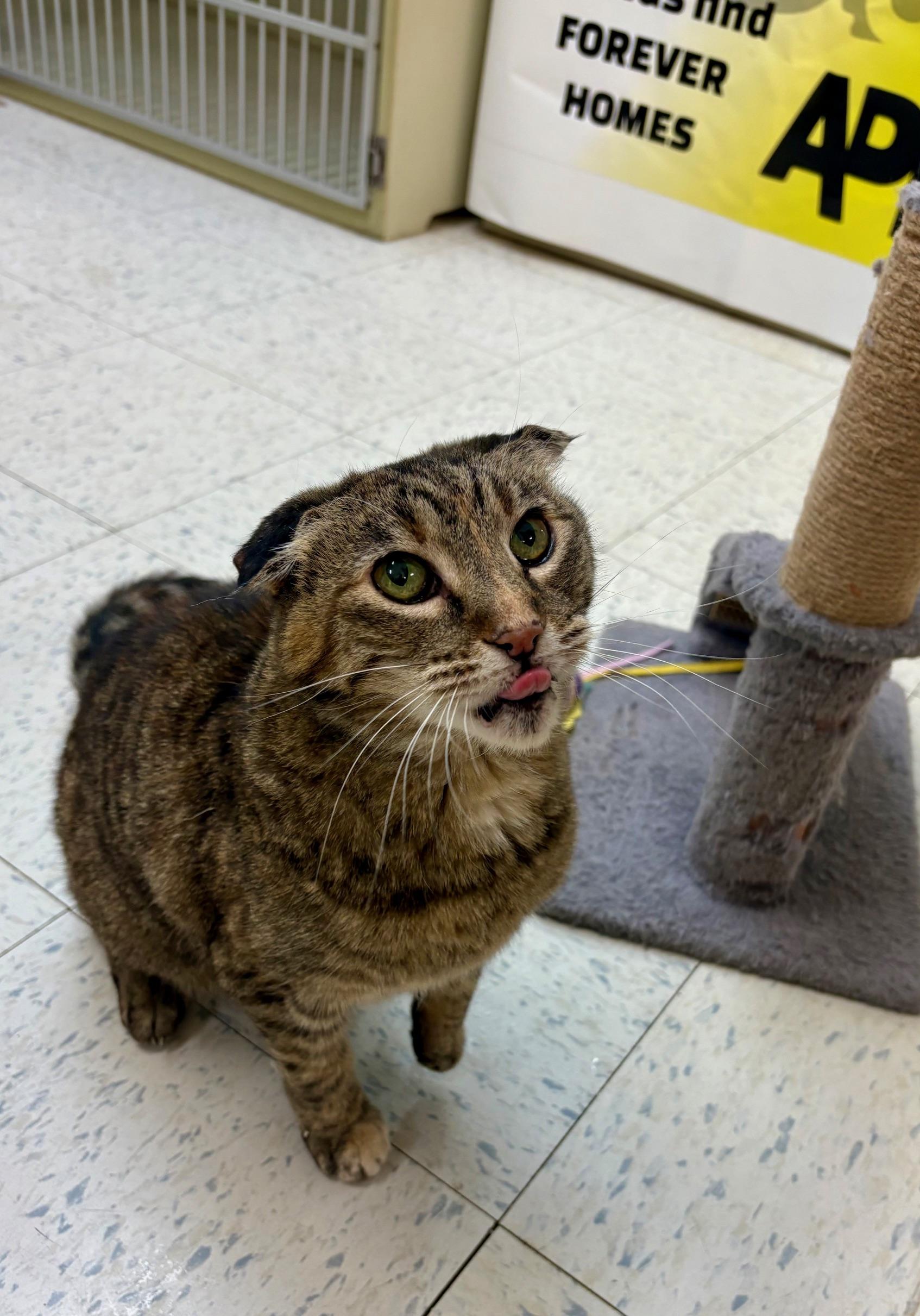 Enlarge Tia, a ADOPTABLE Tabby in Bonnyville, AB image 2/4