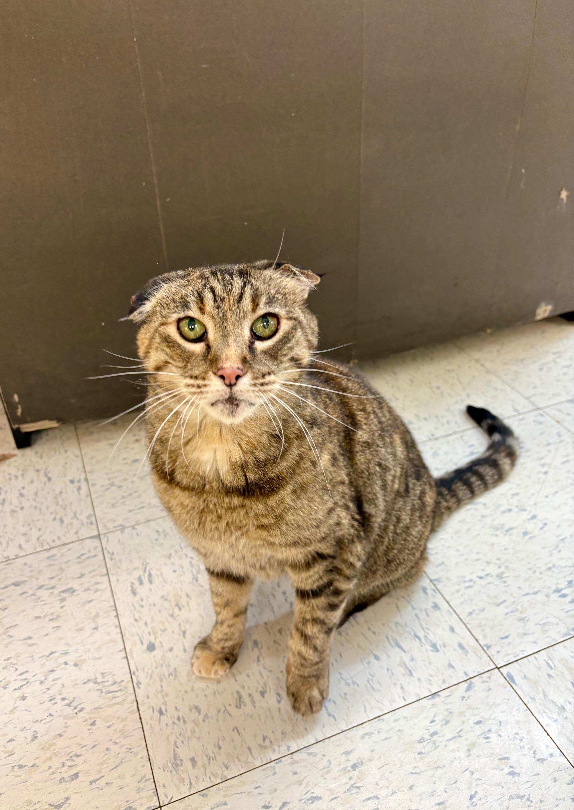 Enlarge Tia, a ADOPTABLE Tabby in Bonnyville, AB image 4/4