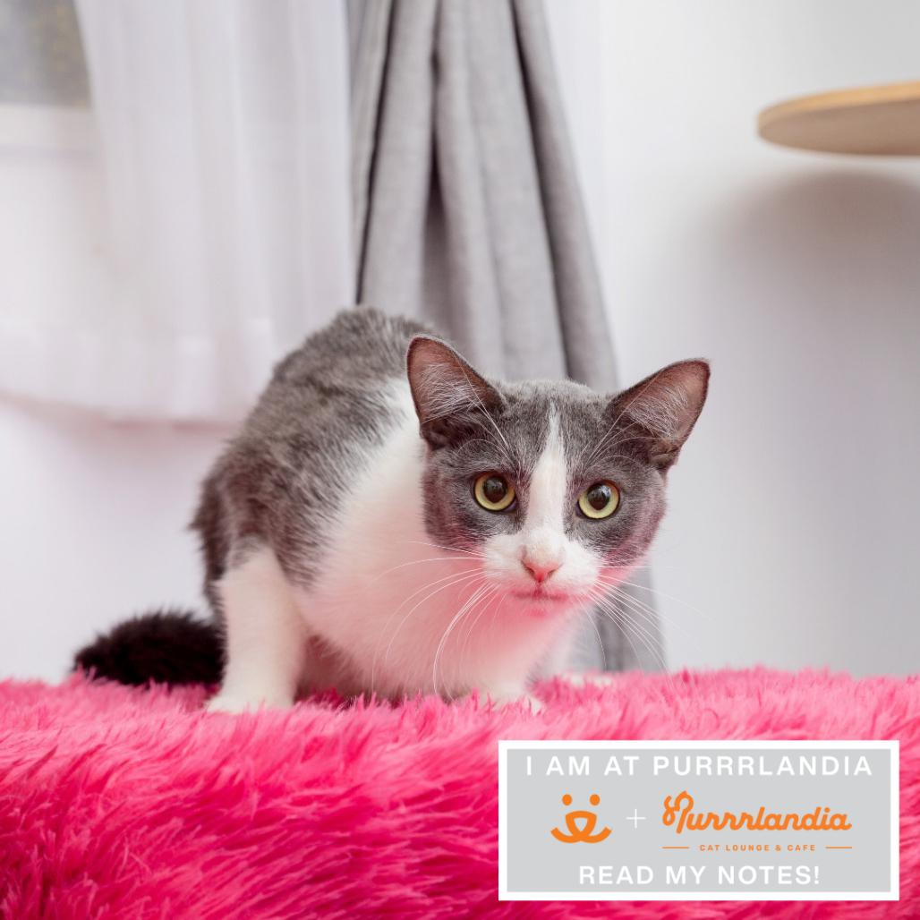 Java, Adoptable, Young Female Domestic Short Hair.