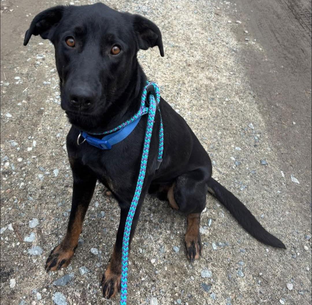 Boone, Adoptable, Young Male Labrador Retriever.