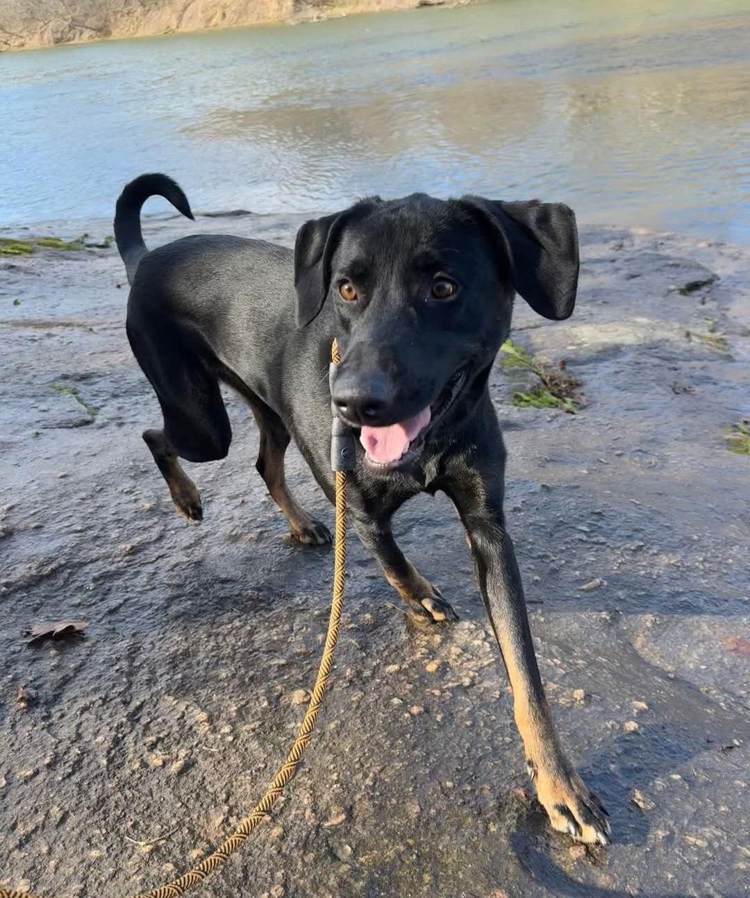 Enlarge Boone, a Adoptable Labrador Retriever in Thomasville, NC image 2/3