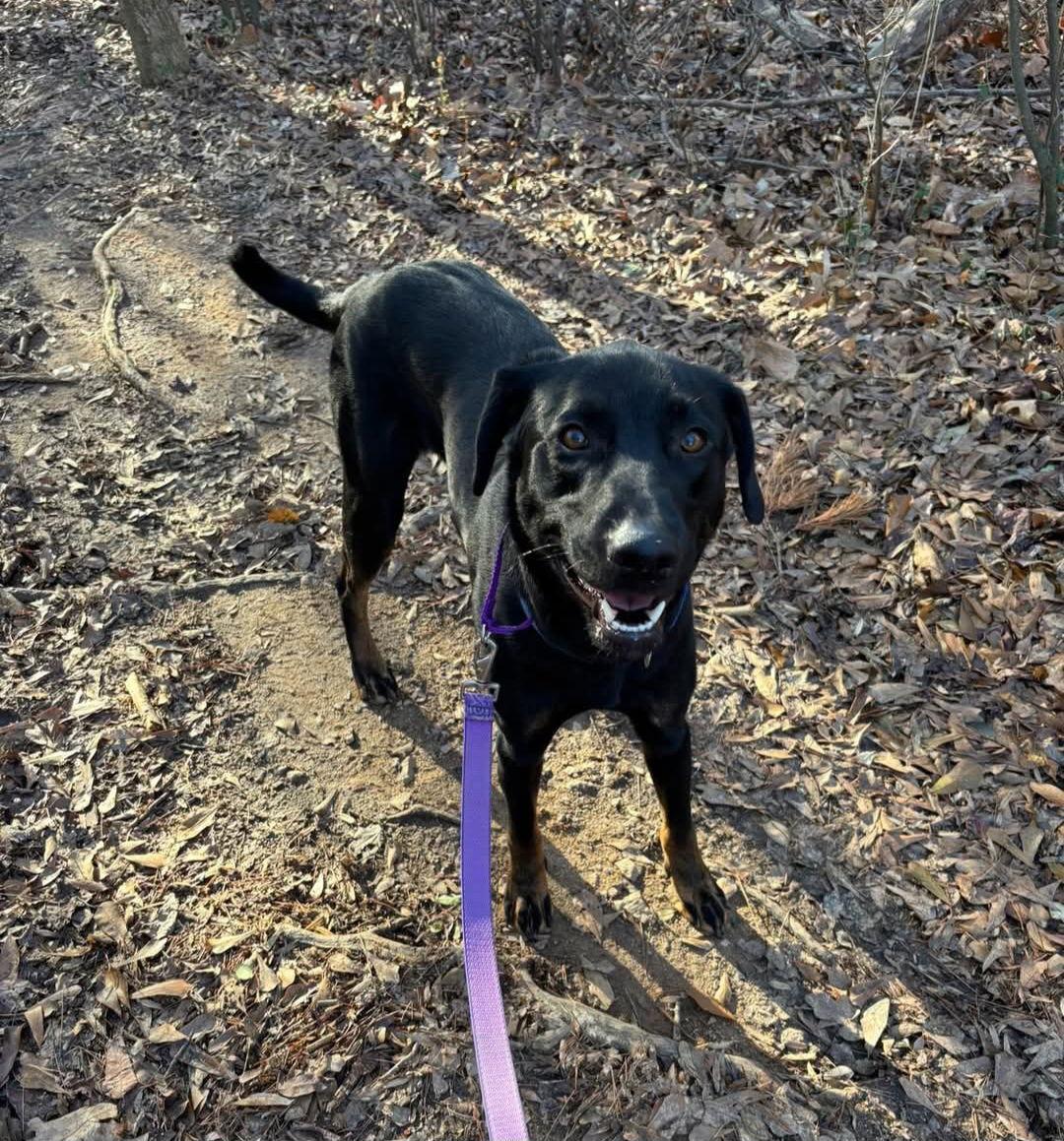 Enlarge Boone, a Adoptable Labrador Retriever in Thomasville, NC image 3/3
