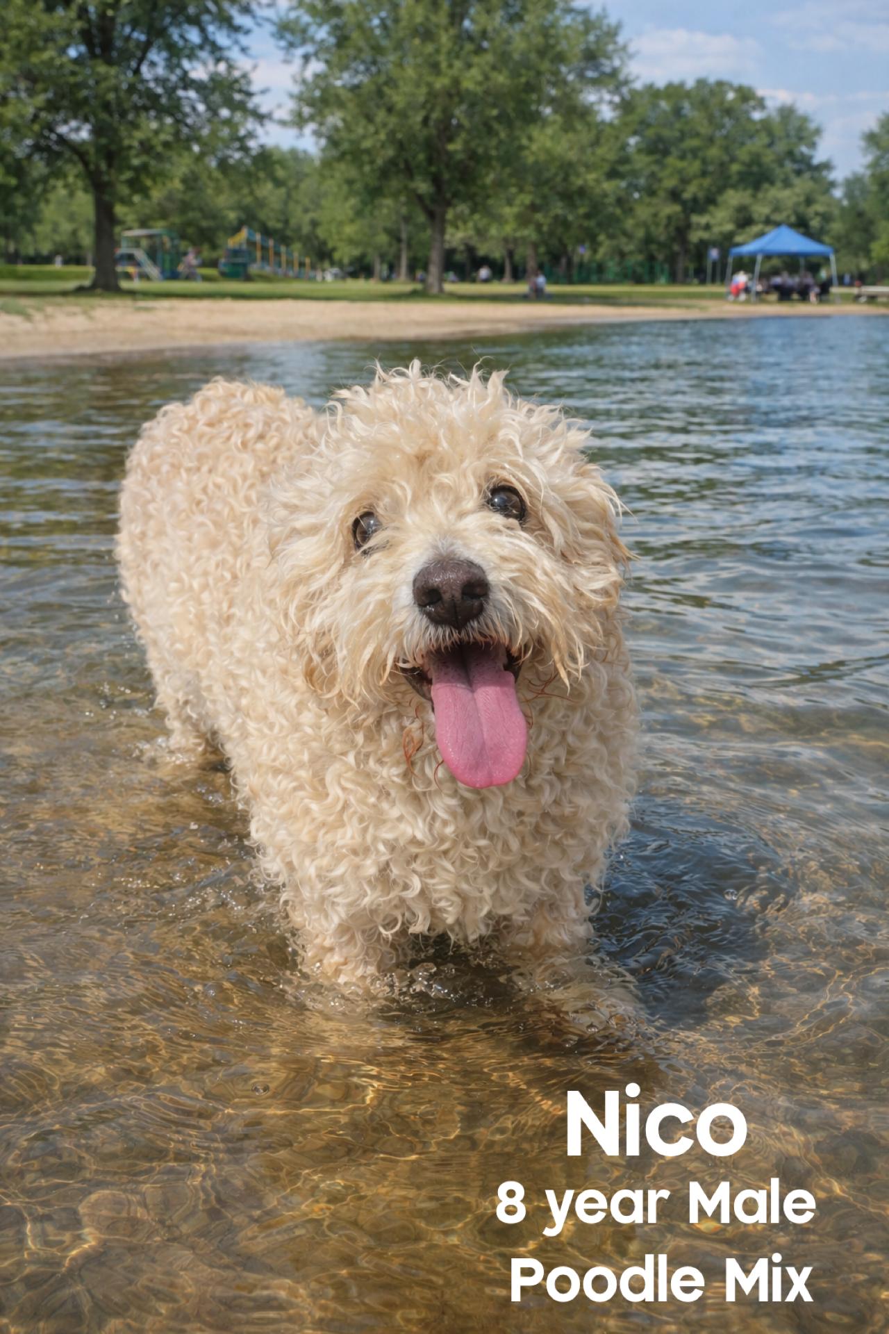 NICO – 8 YEAR MALE POODLE MIX@ PETCO, 5011 E. RAY ROAD, PHX 85044 ON SATURDAY, FEB 21ST, 11–2PM, adopted, Adult Male Poodle.