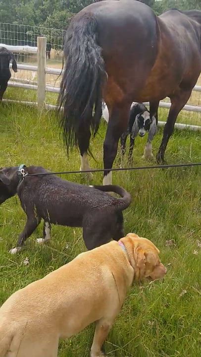 Enlarge Georgia, a Adopted mixed breed in Hornbrook, CA video 6/11