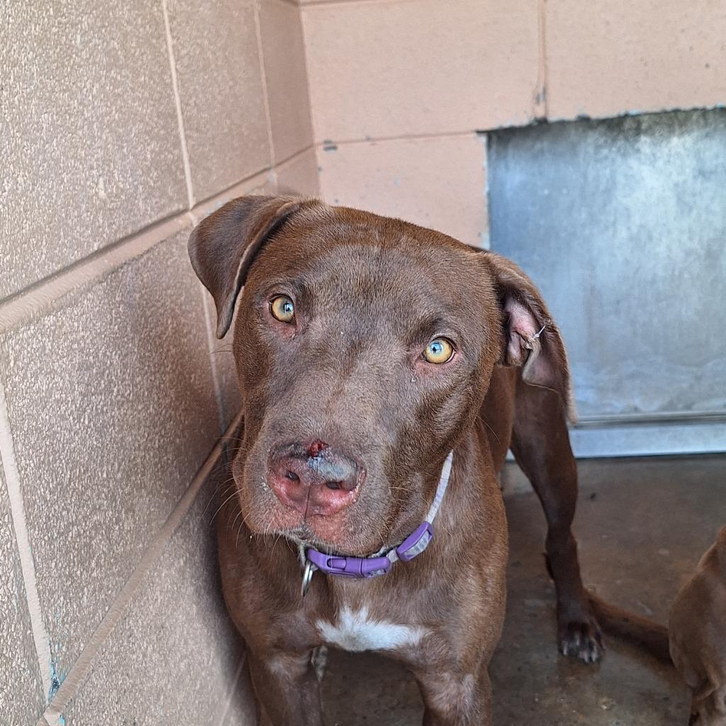 Ruby, Adoptable, Young Female Pit Bull Terrier & Labrador Retriever.