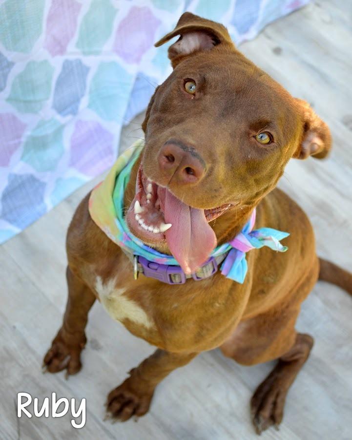 Ruby, a Adoptable mixed breed in Gautier, MS image 1/2