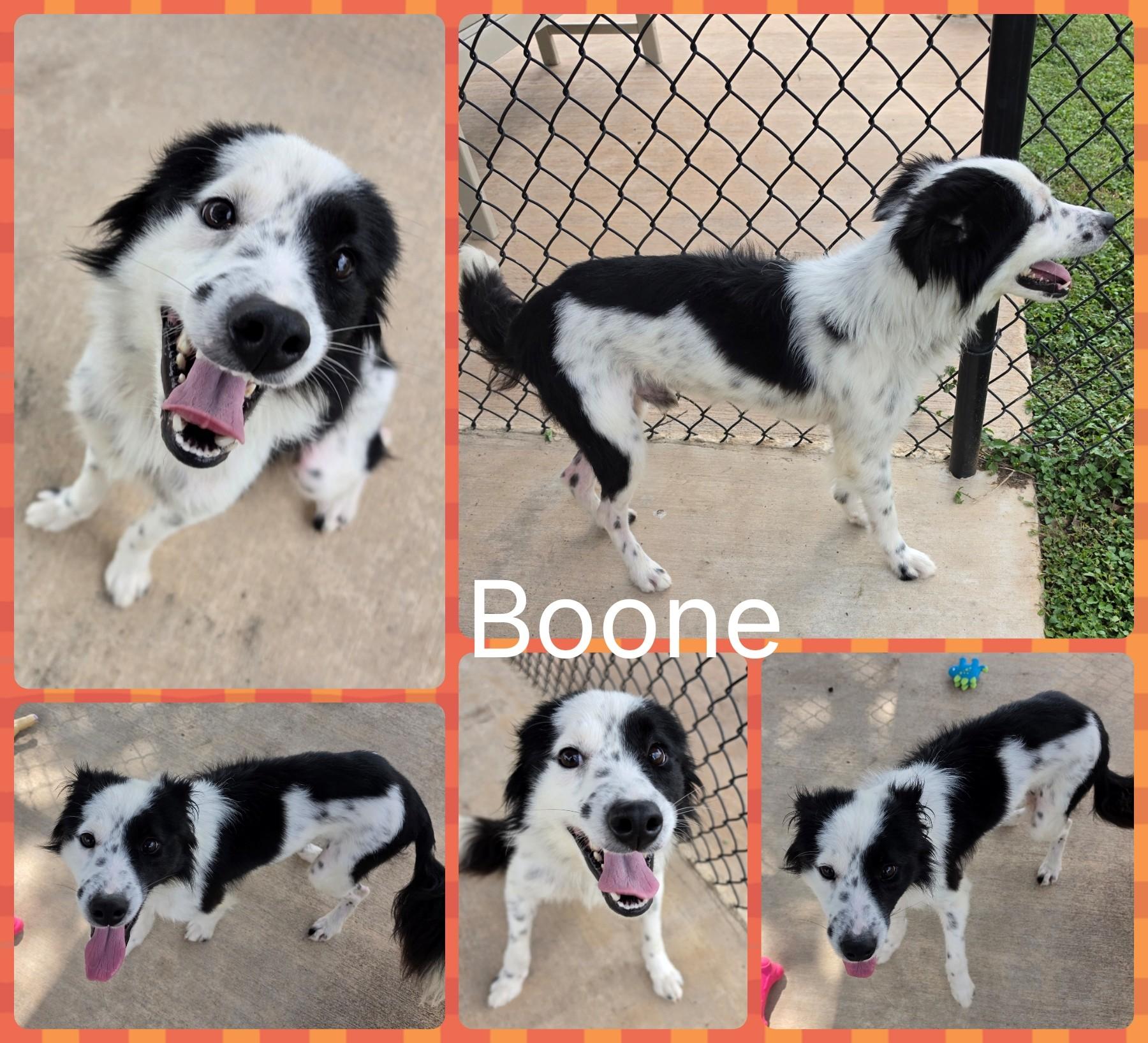 Boone, ADOPTABLE, Adult Male Collie.
