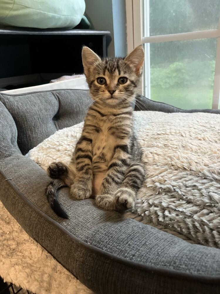 Miami, Adoptable, Young Female Tabby & Domestic Short Hair.