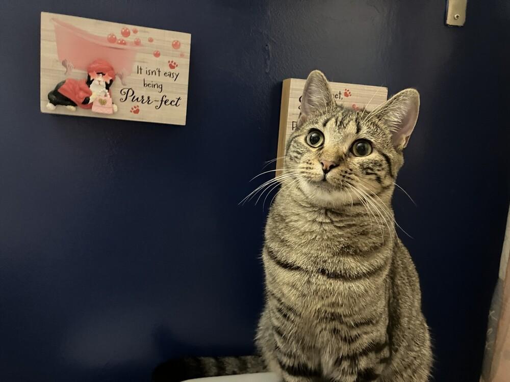 Miami, Adoptable, Young Female Tabby & Domestic Short Hair.