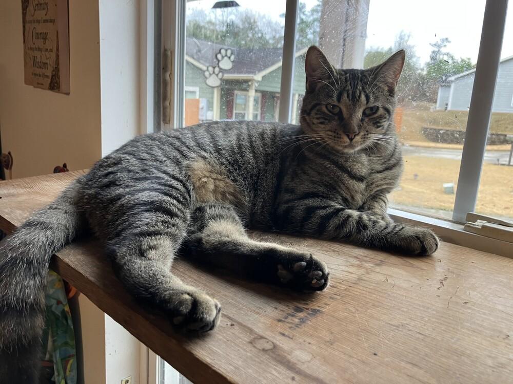 Enlarge Miami, a Adoptable mixed breed in Powder Springs, GA image 3/3