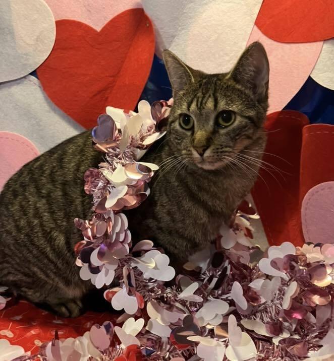 Enlarge Miami, a Adoptable mixed breed in Powder Springs, GA image 4/4