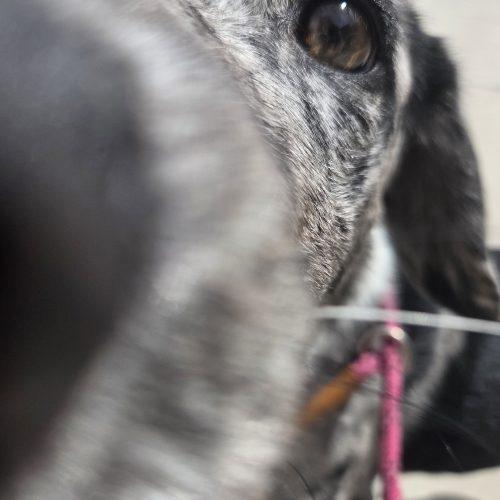 Heiress, a Adoptable mixed breed in Grand Junction, CO image 2/4