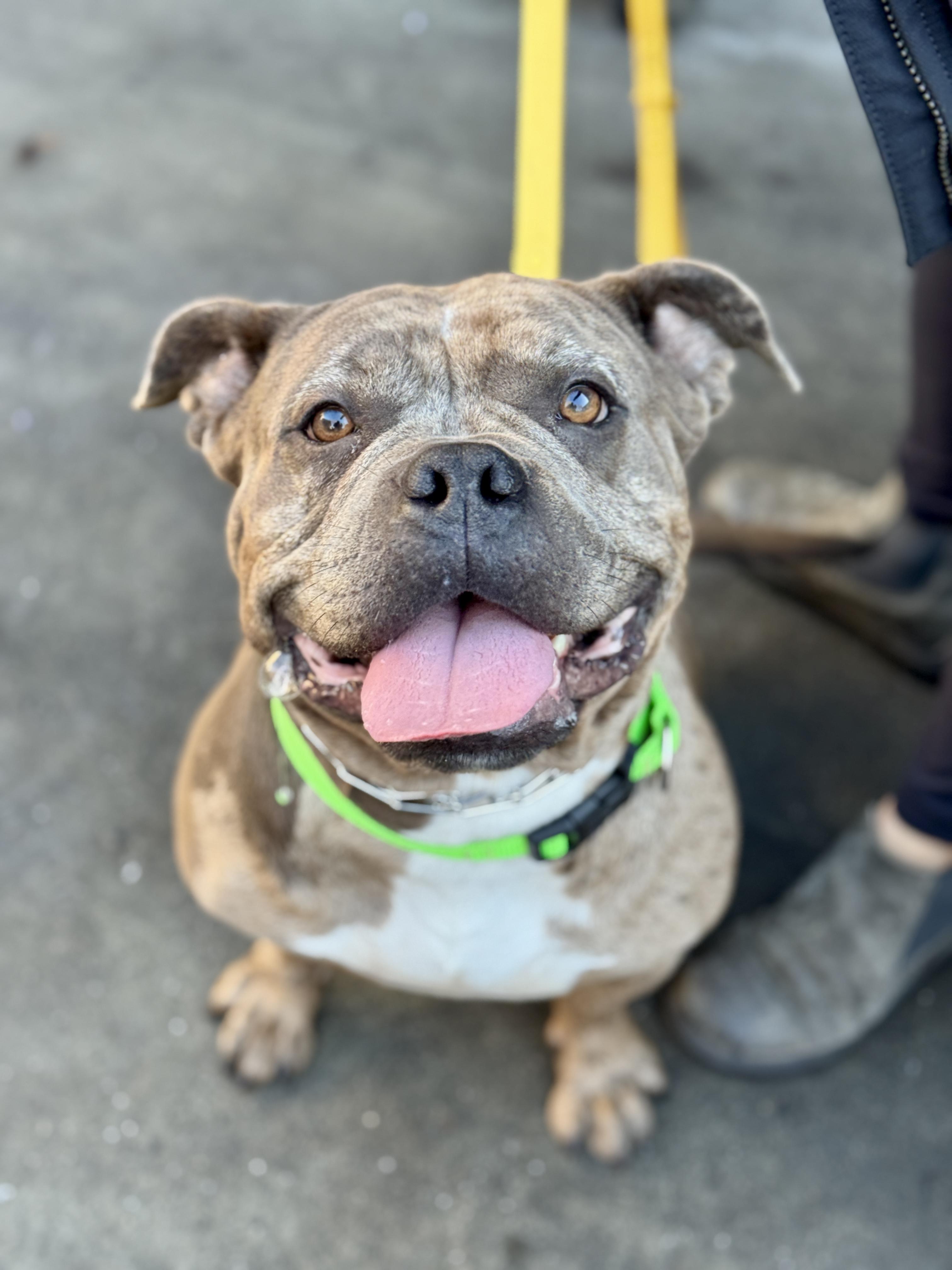 Katseye, ADOPTABLE, Adult Female American Bully.