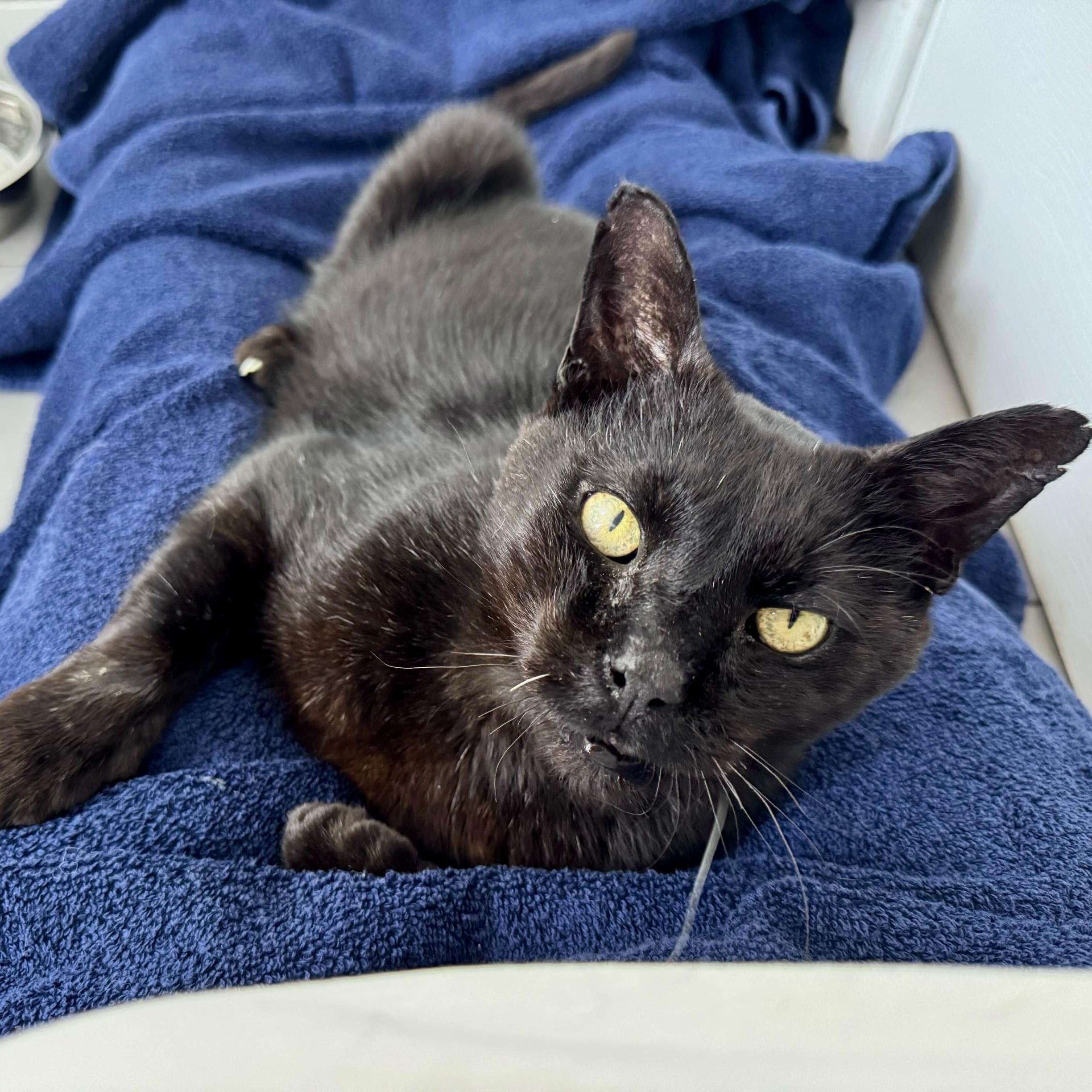 Enlarge Hop Along, an adopted Domestic Short Hair in Long Island City, NY image 2/5