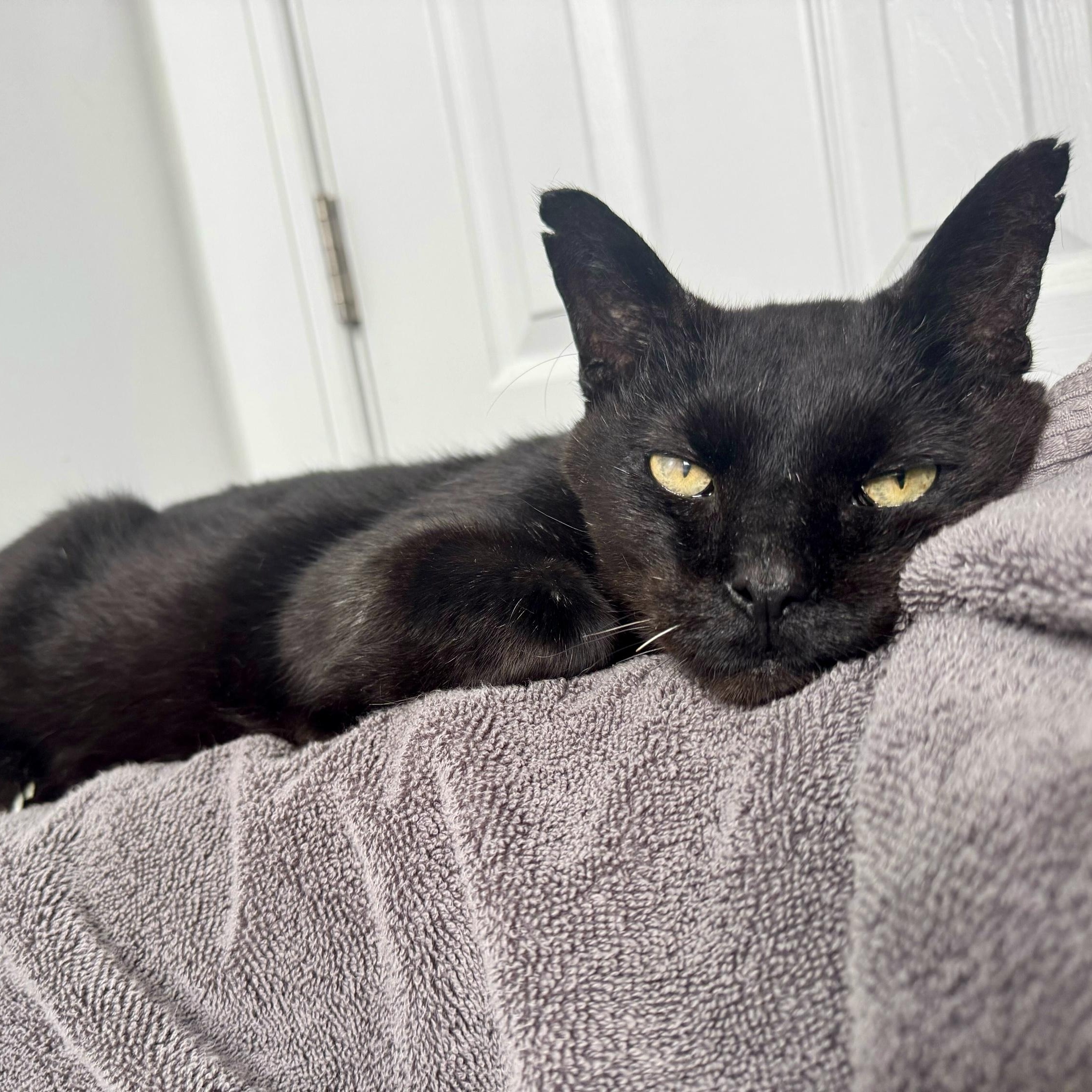 Enlarge Hop Along, an adopted Domestic Short Hair in Long Island City, NY image 3/5