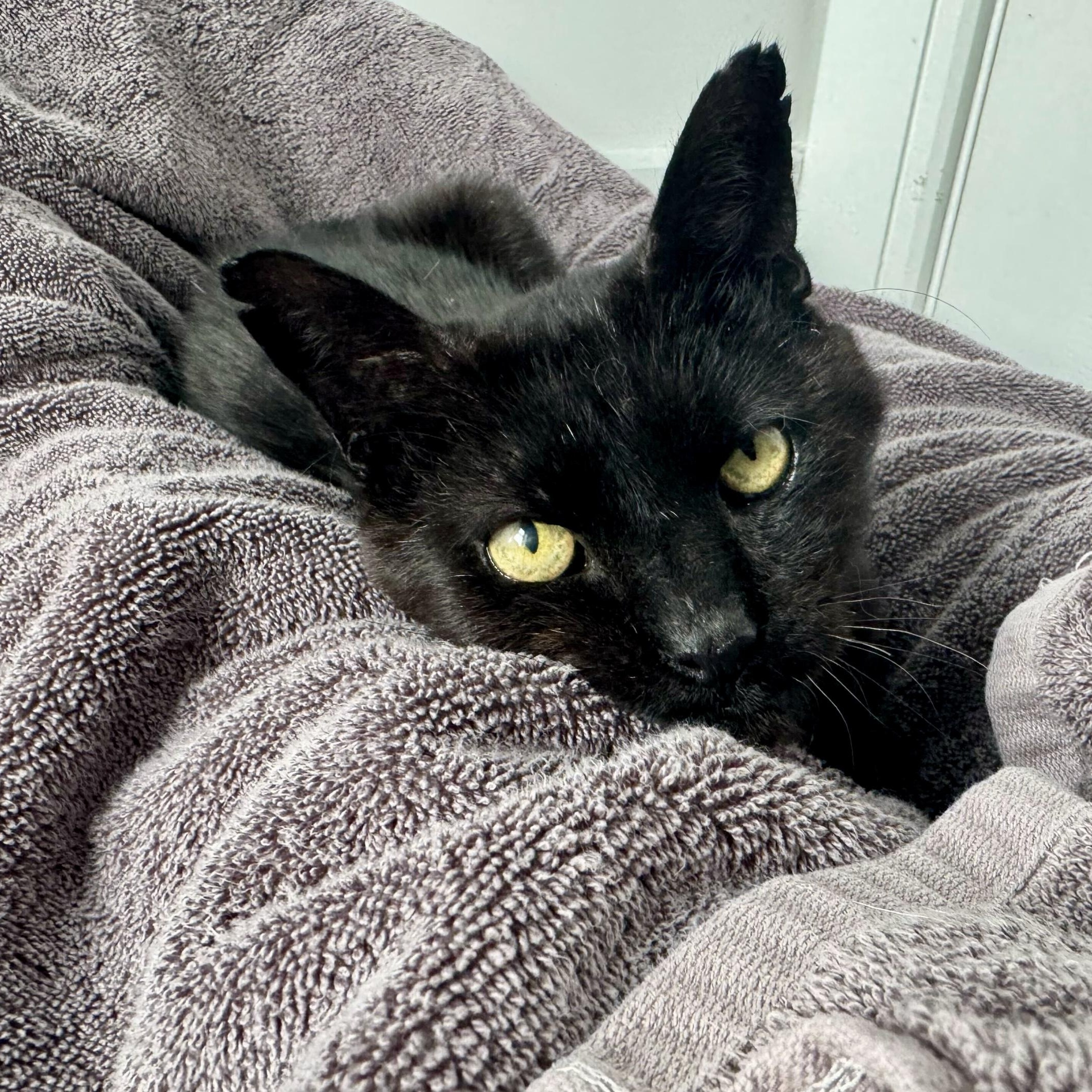 Enlarge Hop Along, an adopted Domestic Short Hair in Long Island City, NY image 1/5