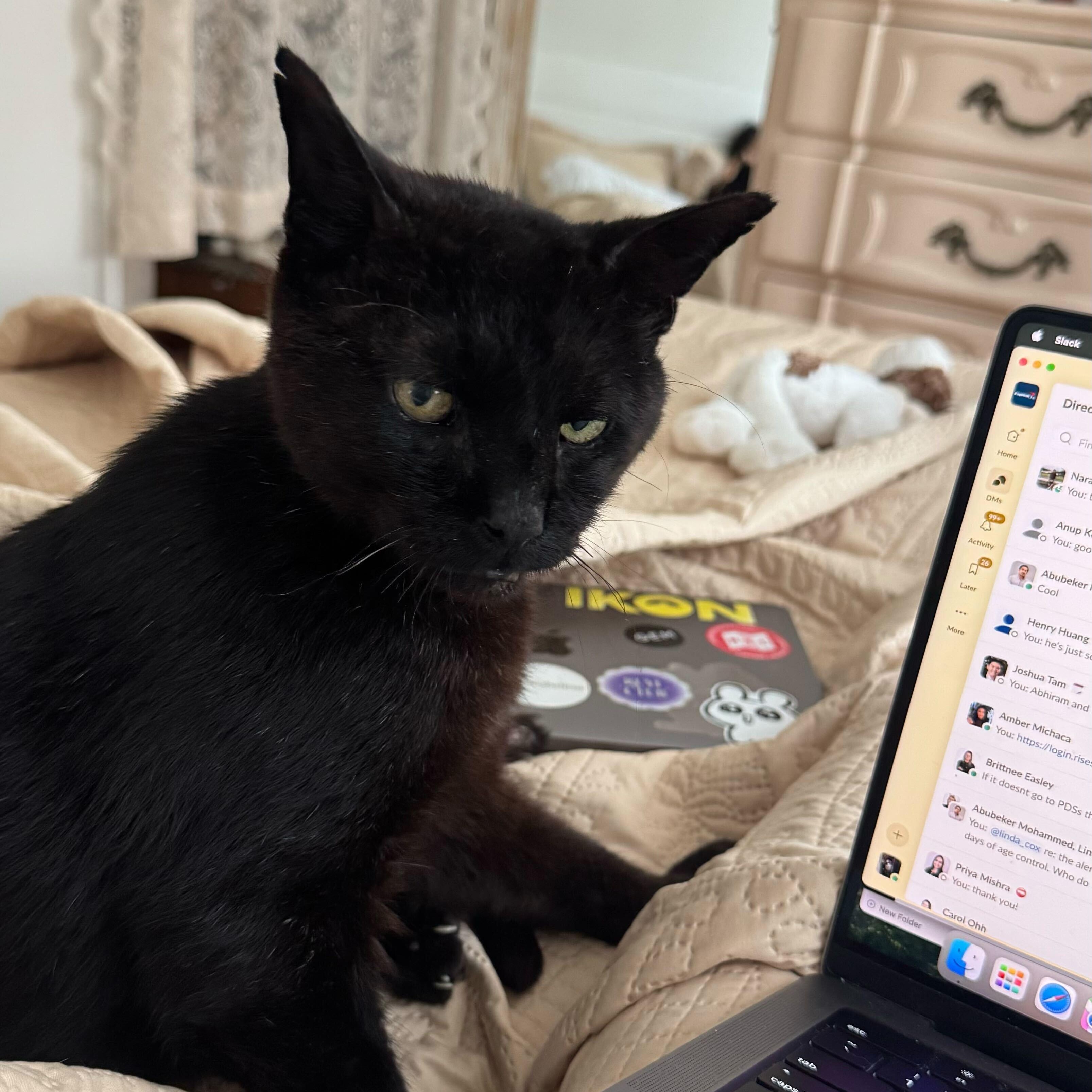 Enlarge Hop Along, an adopted Domestic Short Hair in Long Island City, NY image 4/5