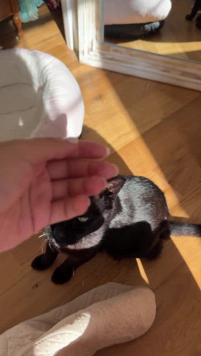 Enlarge Hop Along, an adopted Domestic Short Hair in Long Island City, NY video 5/5