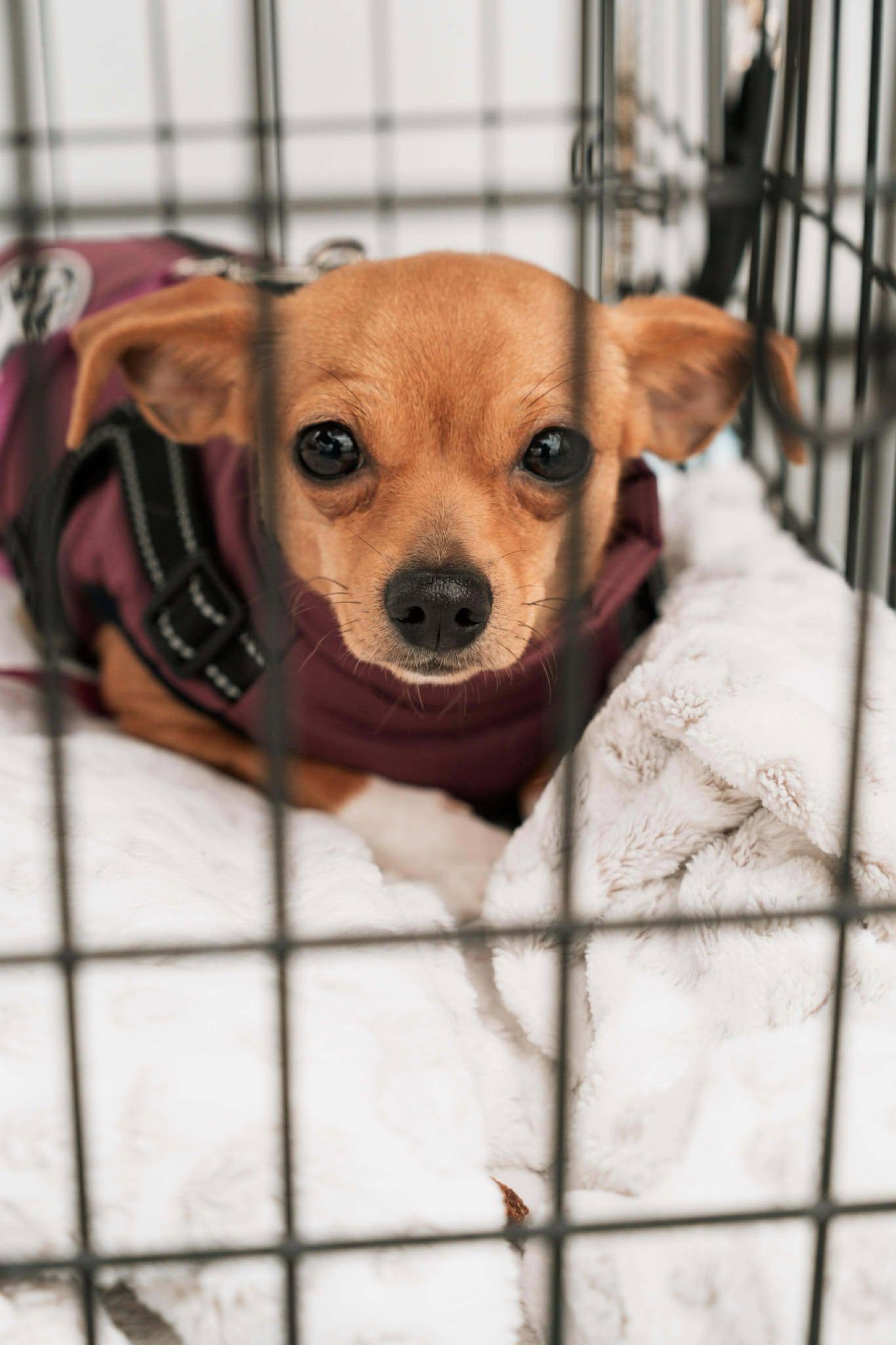 Pixie, Adopted, Young Female Chihuahua.