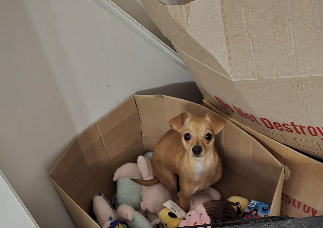 Enlarge Pixie, a Adopted Chihuahua in Visalia, CA image 2/3