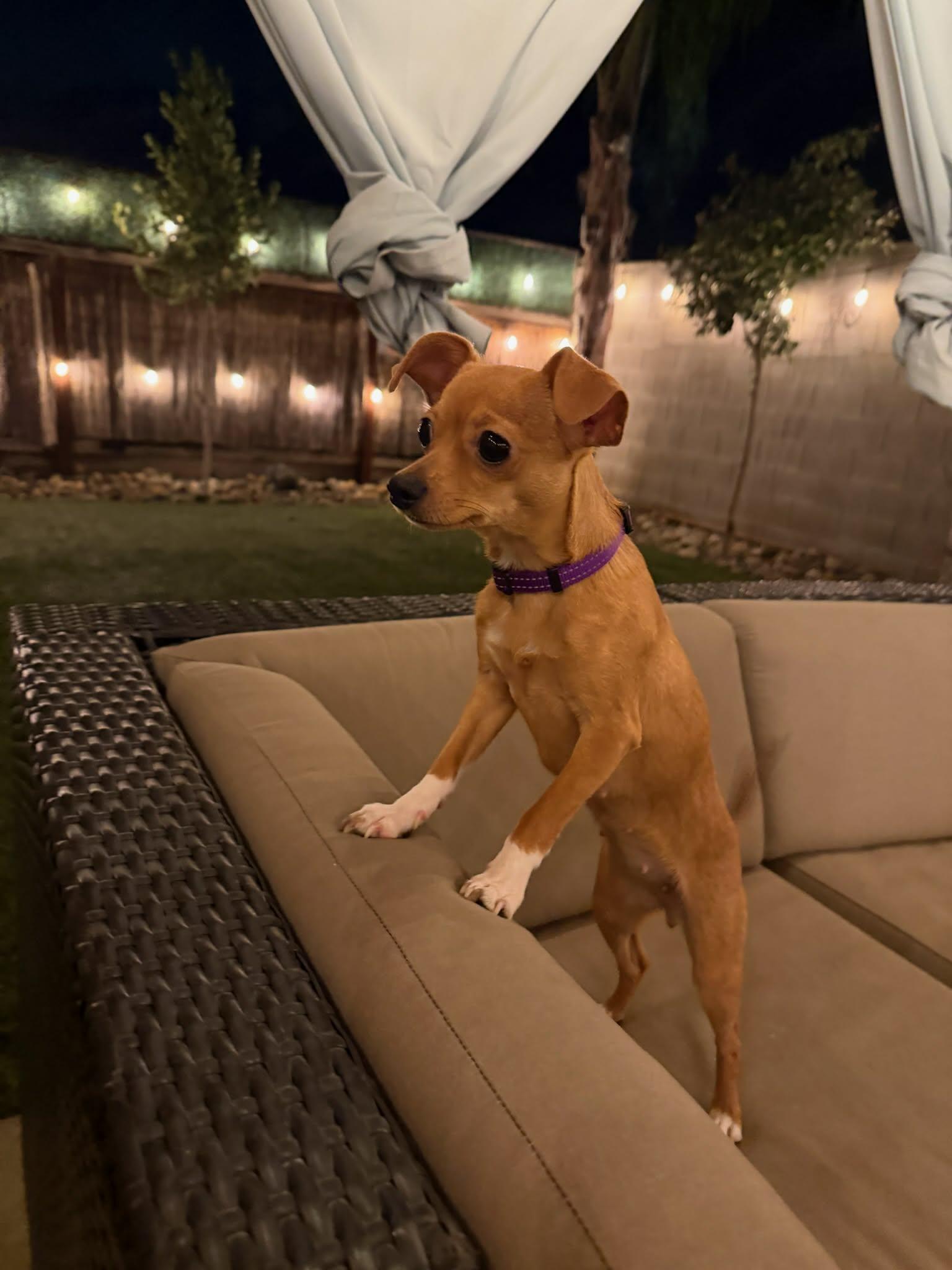 Enlarge Pixie, a Adopted Chihuahua in Visalia, CA image 3/3