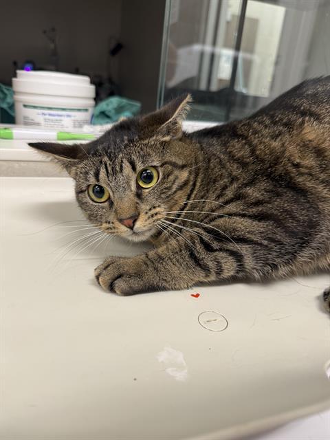 RHONDA, Adoptable, Adult Female Domestic Short Hair.