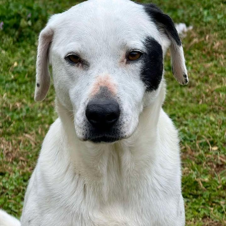 Spot, Adoptable, Adult Female Hound & Mixed Breed.