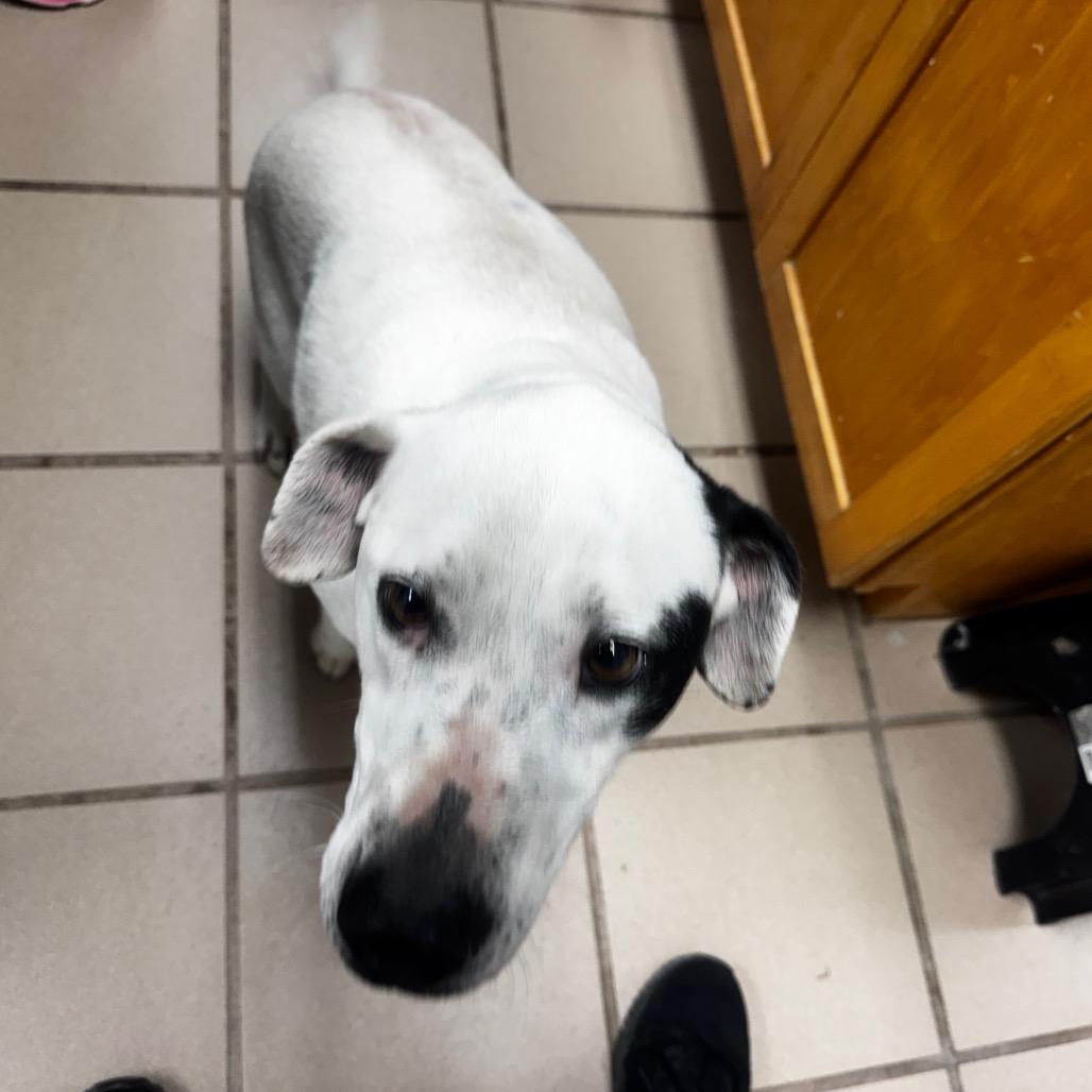 Spot, Adoptable, Adult Female Hound & Mixed Breed.