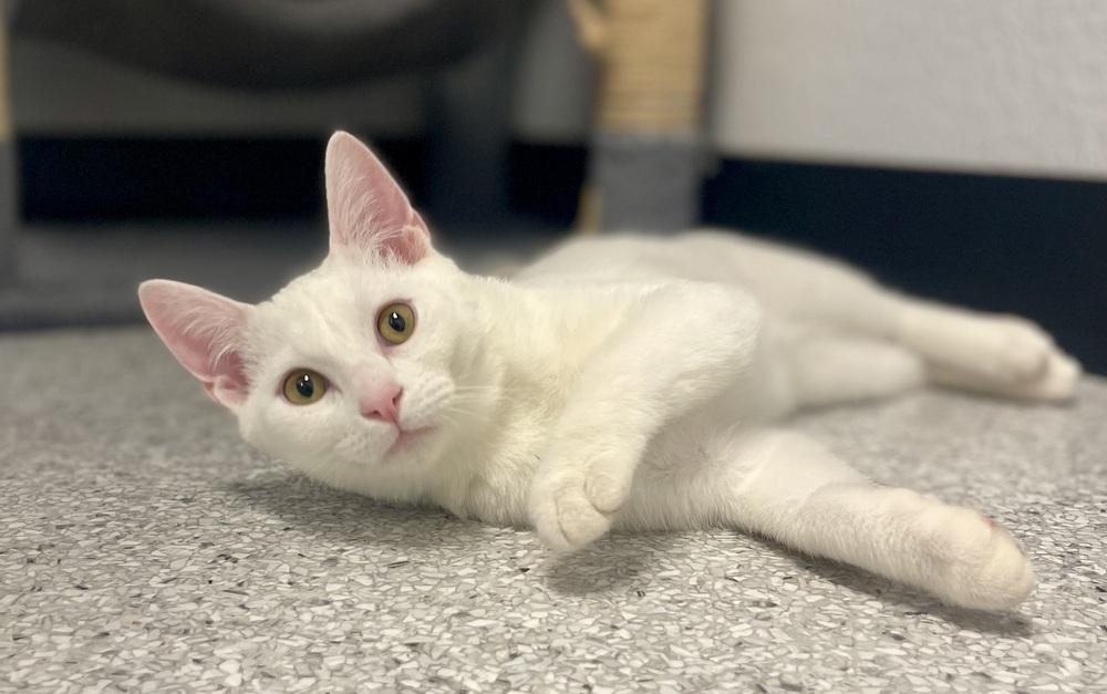 Opal, Adoptable, Kitten Male Domestic Short Hair.