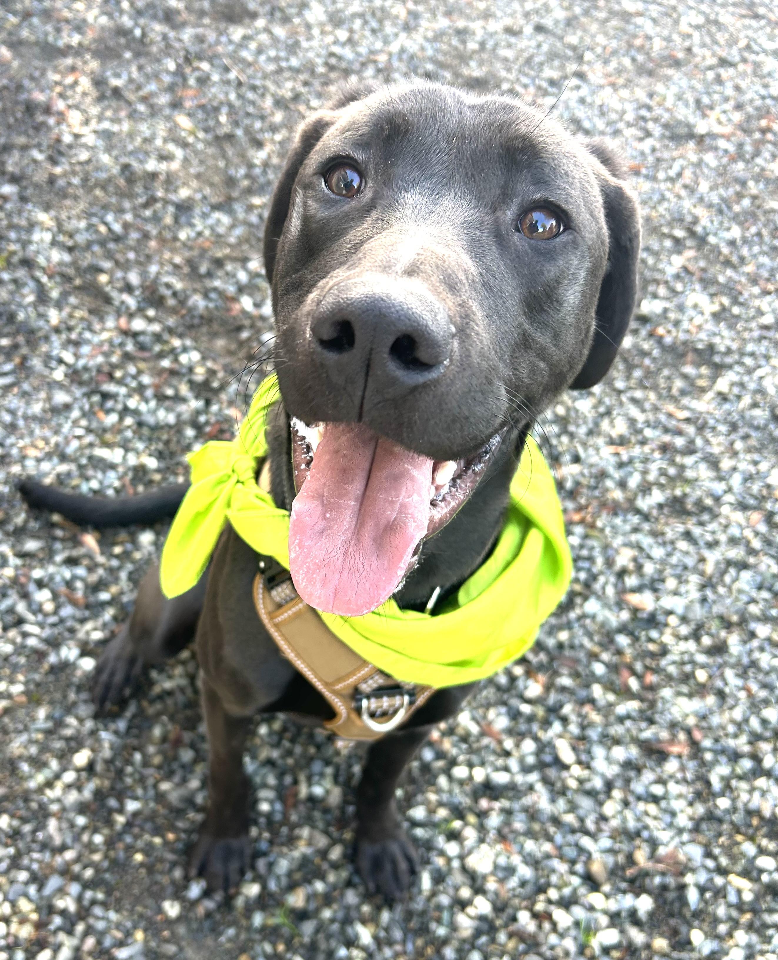 Buddy, a Adoptable mixed breed in Auburn, WA image 2/6